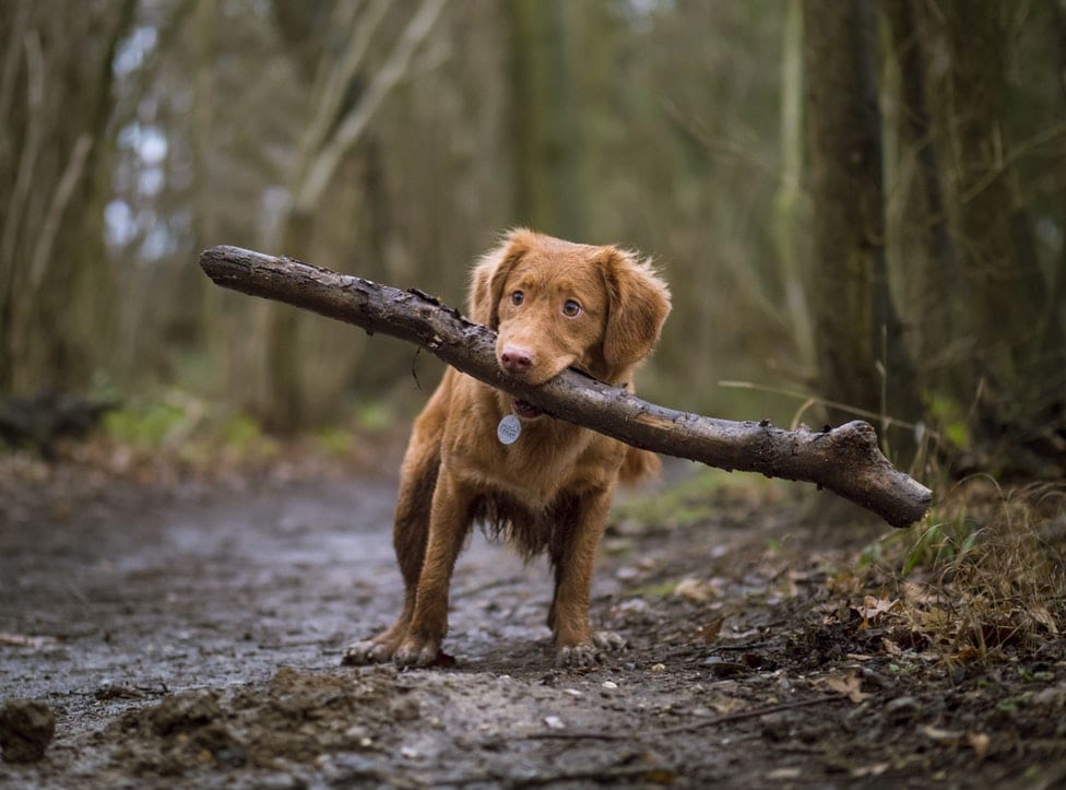 Huesos de jamón para perros